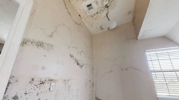 Professional Mold Inspection, Removal & Remediation in Plainview, TN